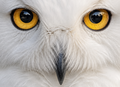 white owl