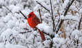 Redbird