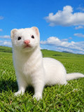 White ferret